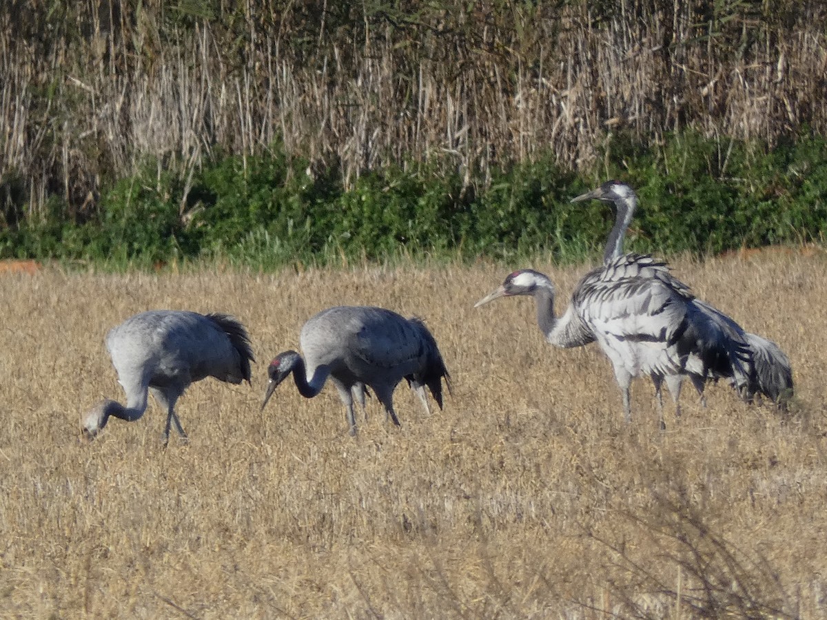Common Crane - ML647821562