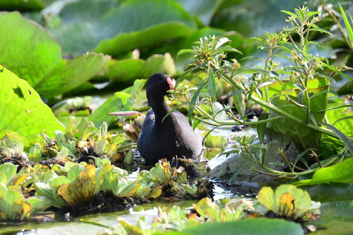 Eurasian Moorhen - ML647821563