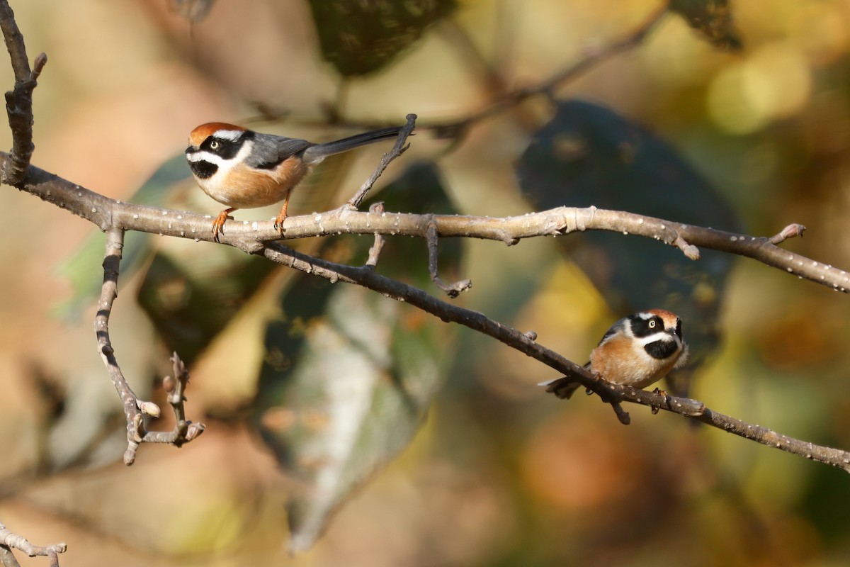 Black-throated Tit (Red-headed) - ML647821566