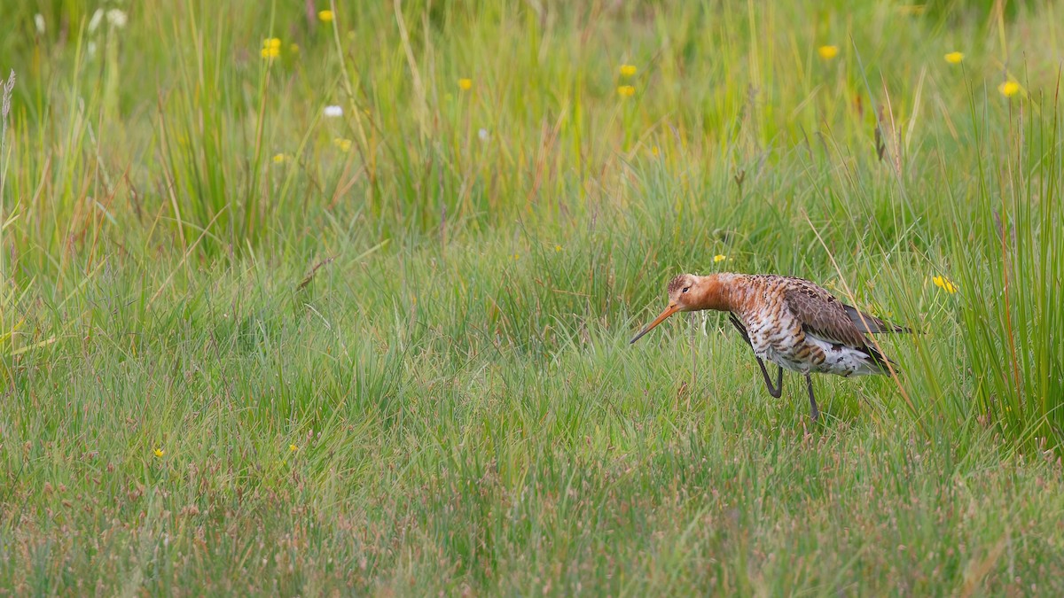 Black-tailed Godwit - ML647821568