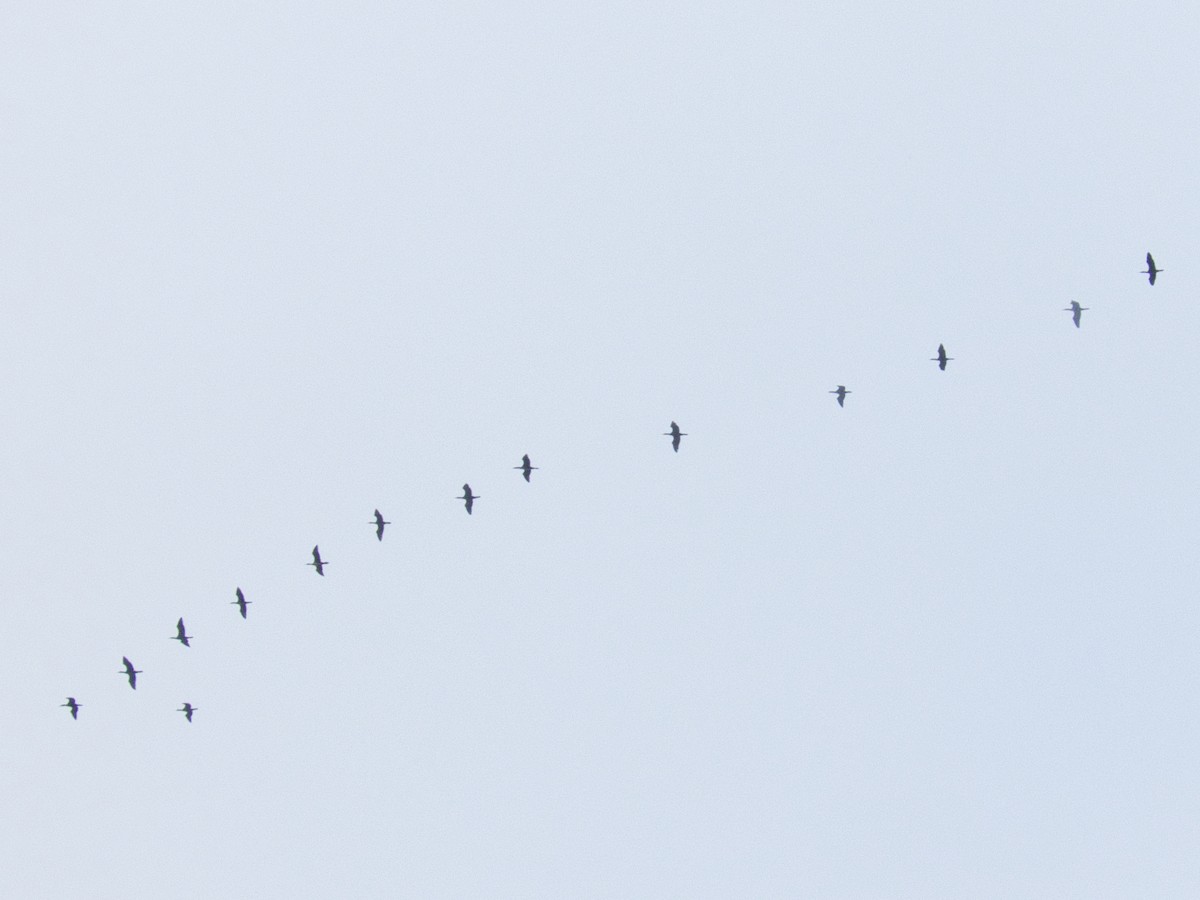 Great Cormorant - ML647821570