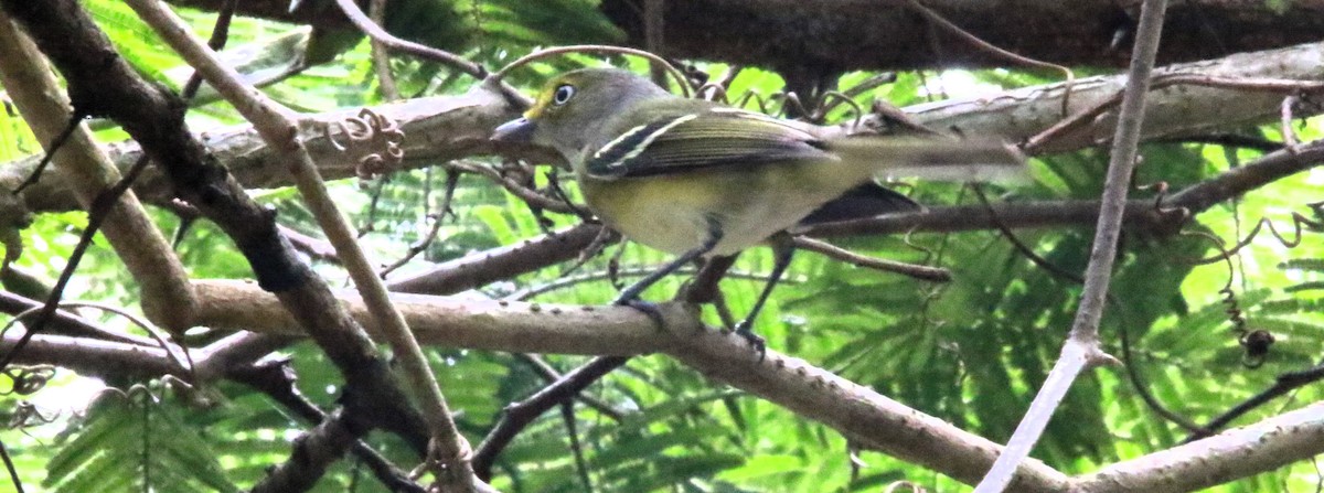 White-eyed Vireo - ML647821572