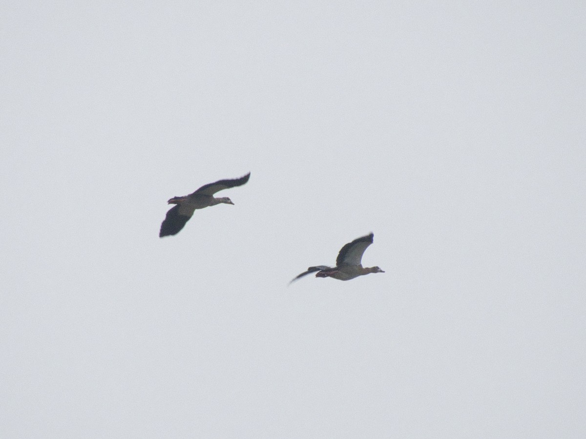 Egyptian Goose - ML647821573