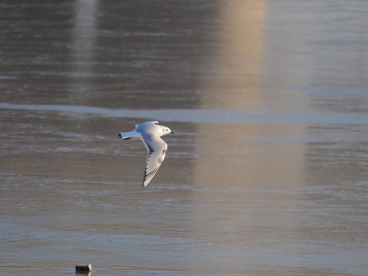 Saunders's Gull - ML647821576