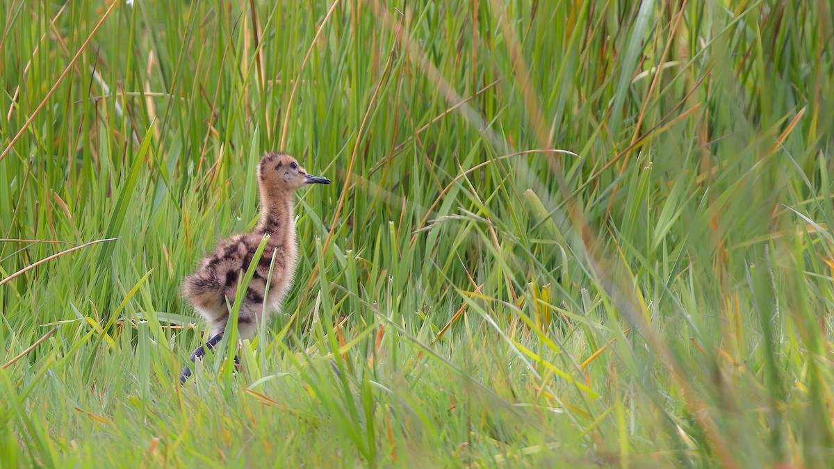 Black-tailed Godwit - ML647821577