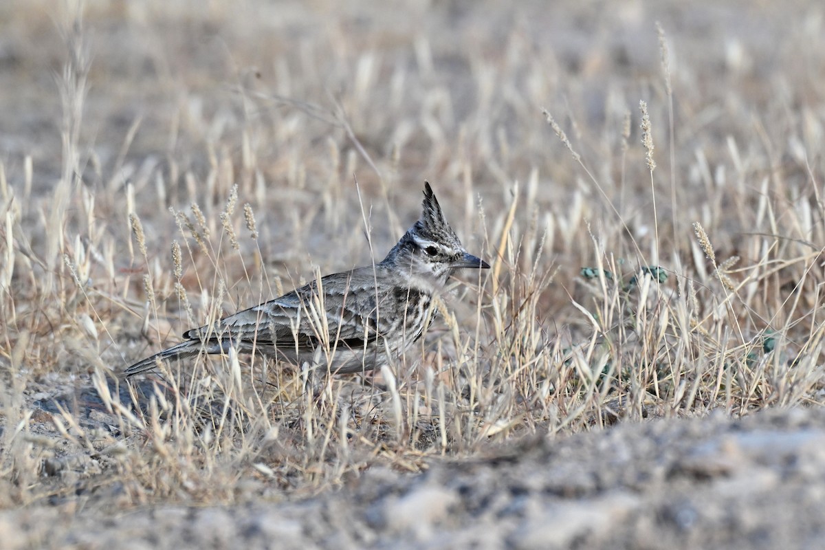 Crested Lark - ML647821578