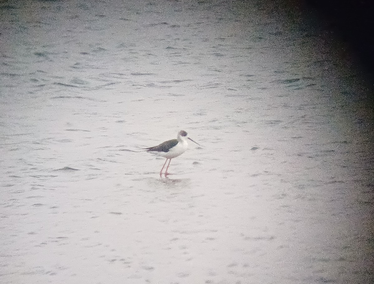 Black-winged Stilt - ML647821579