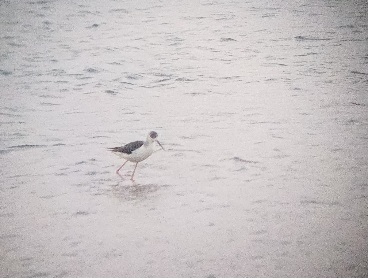 Black-winged Stilt - ML647821580