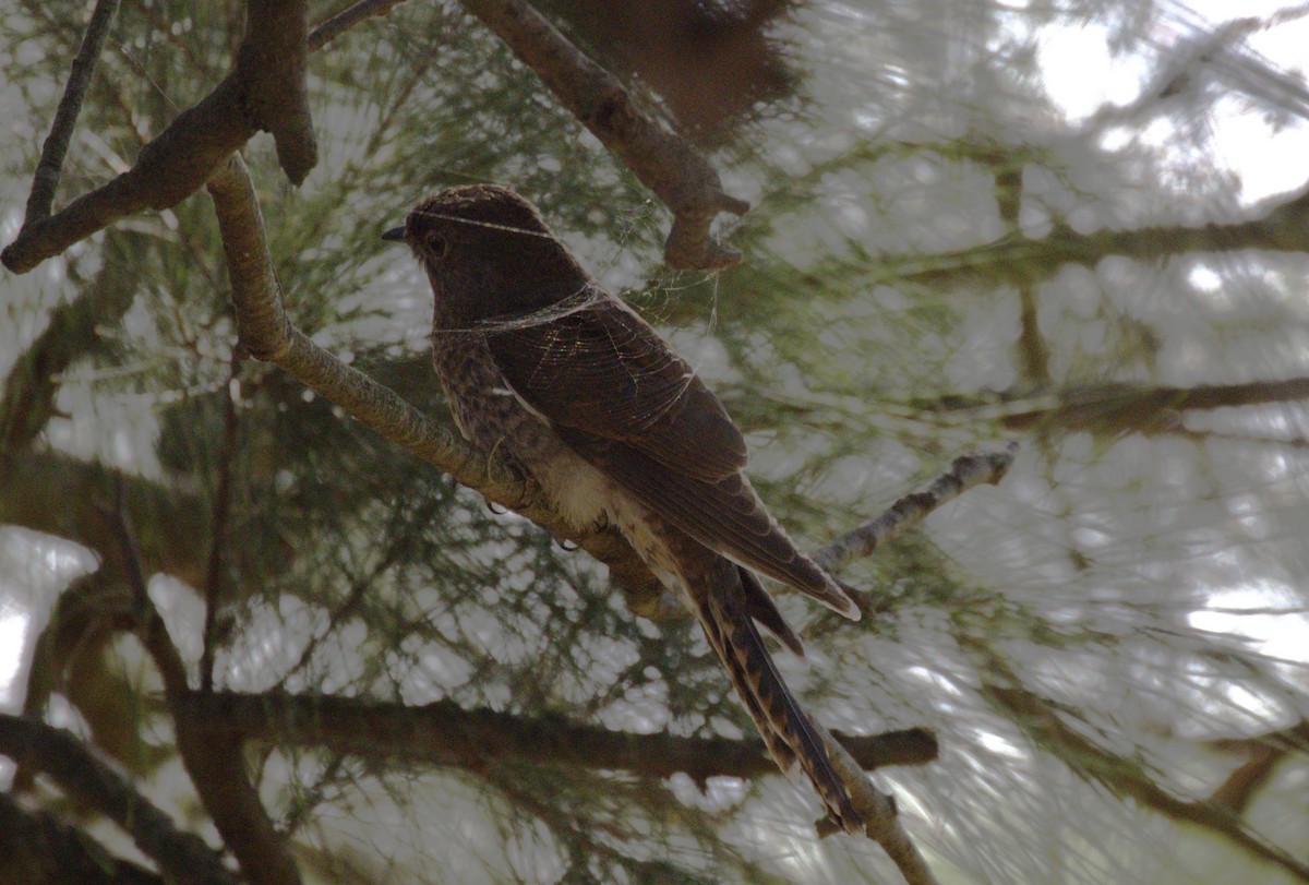 Fan-tailed Cuckoo - ML647821581