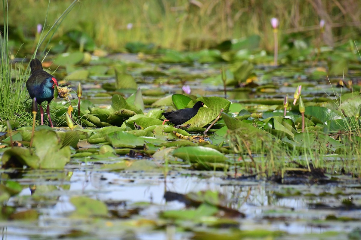 svartrikse - ML647821598