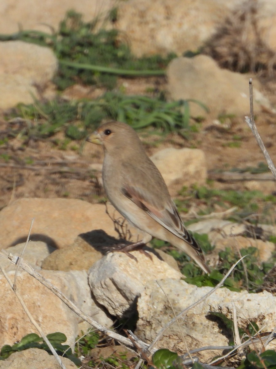 Буланый вьюрок - ML647821659