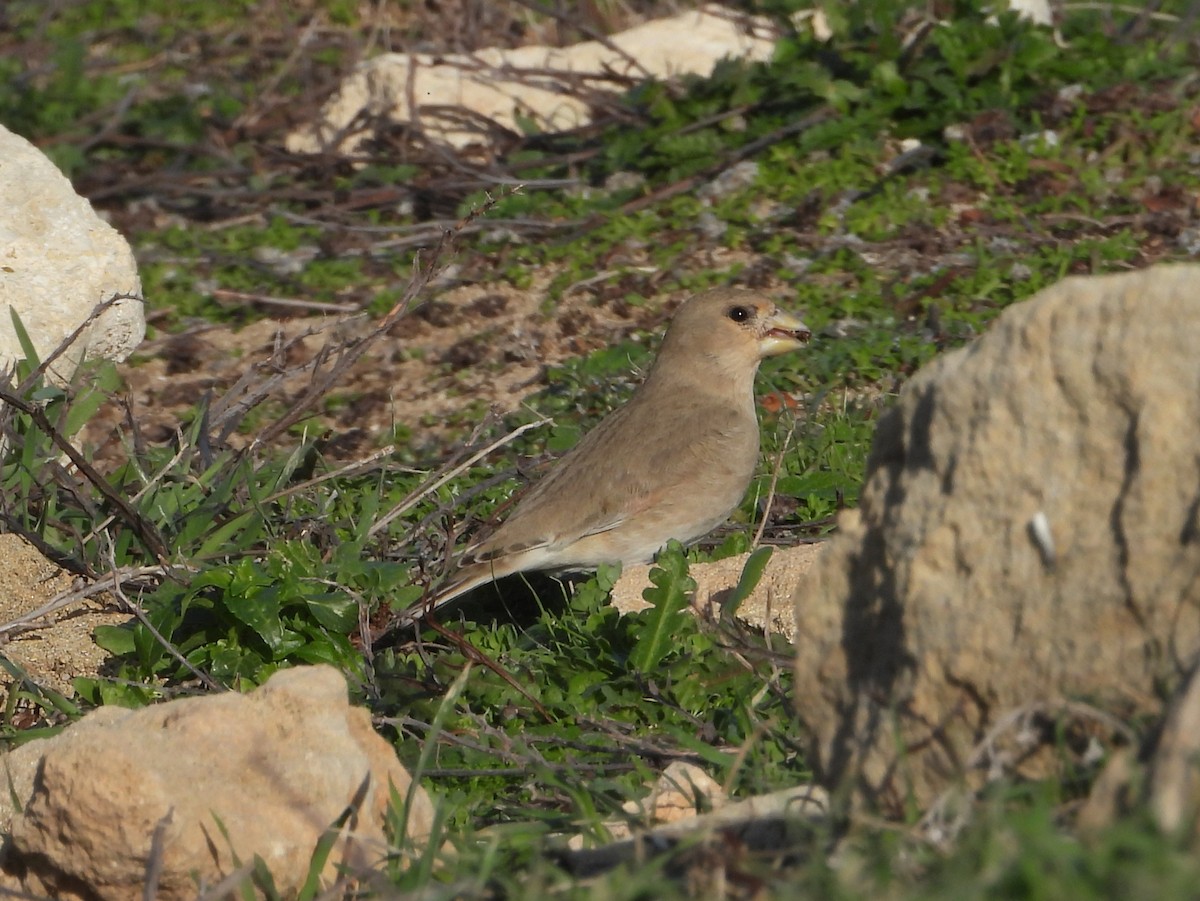 Буланый вьюрок - ML647821660