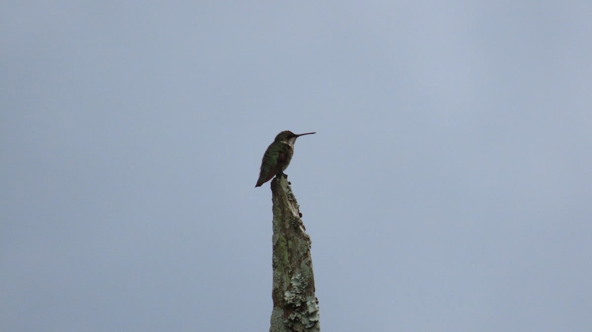 Рубиновогорлый колибри - ML647821718