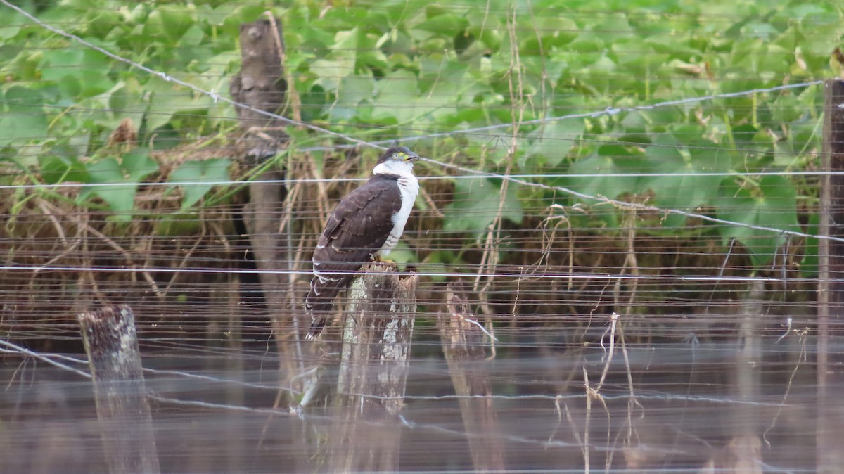 Hook-billed Kite - ML647821737