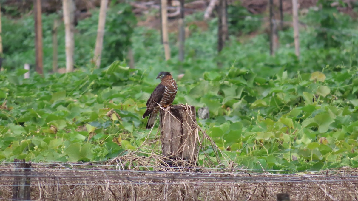 Hook-billed Kite - ML647821738
