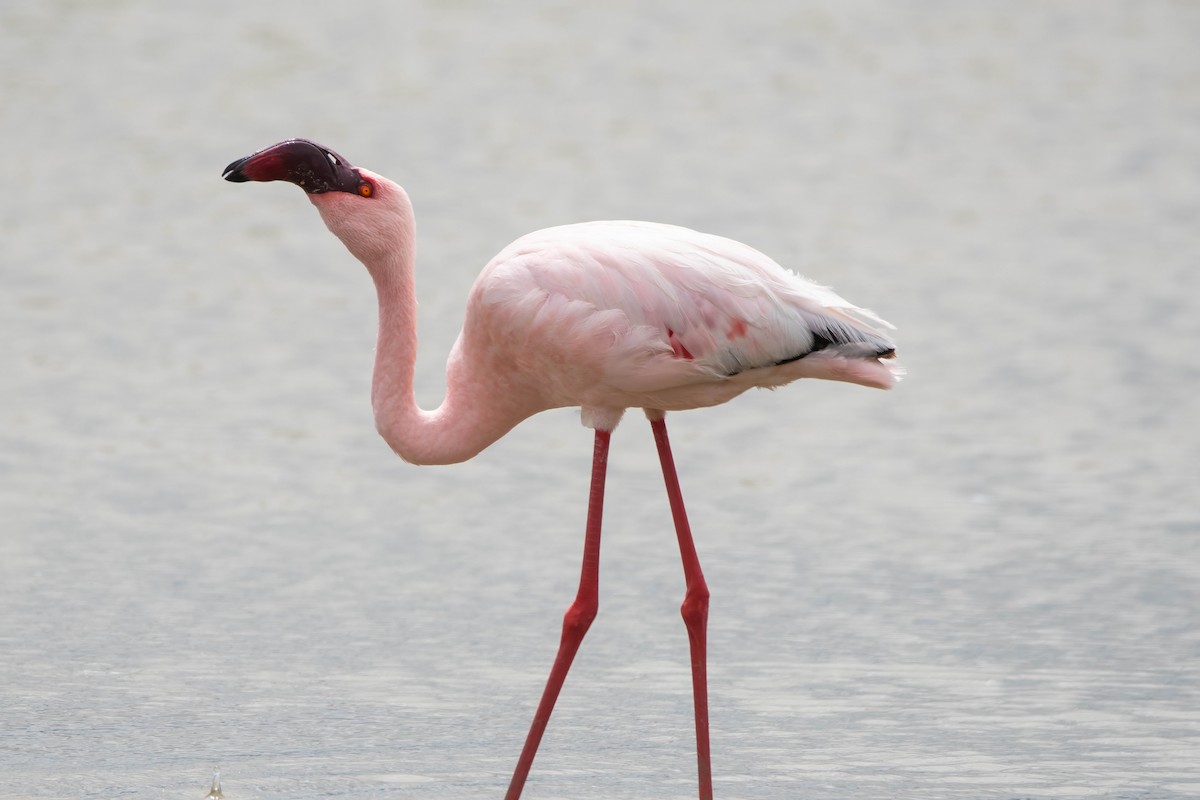 Zwergflamingo - ML647821757