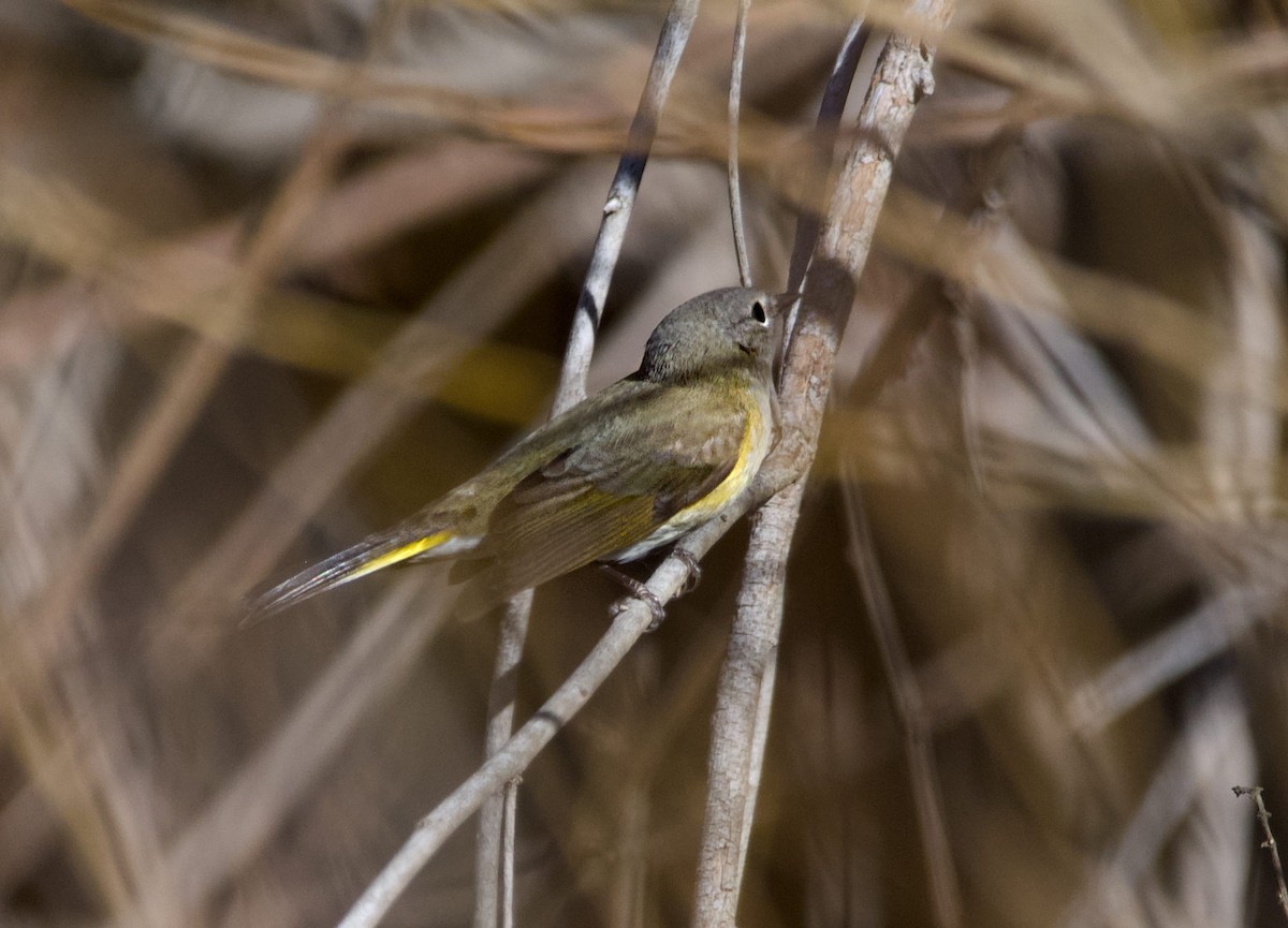 סבכון חכלילי - ML647821759
