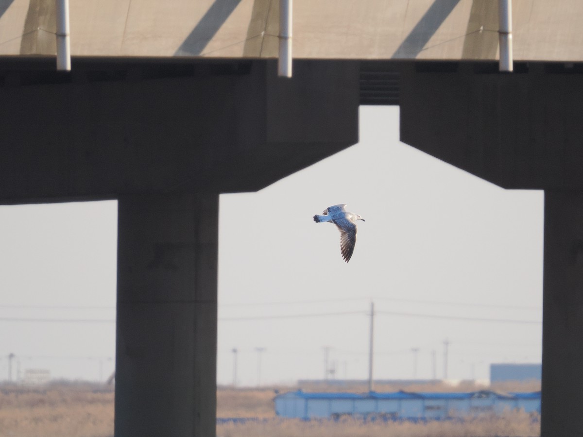 Mongolian Gull - ML647821773
