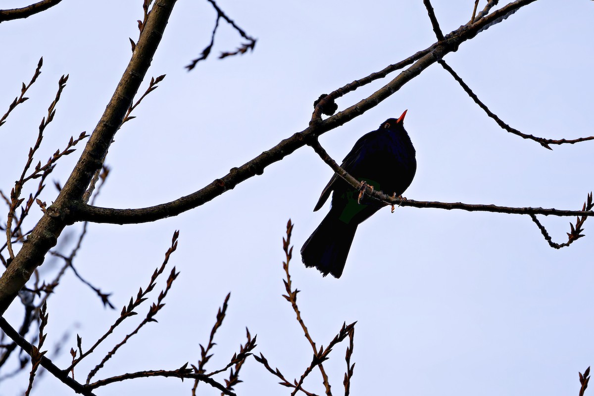 Eurasian Blackbird - ML647821775