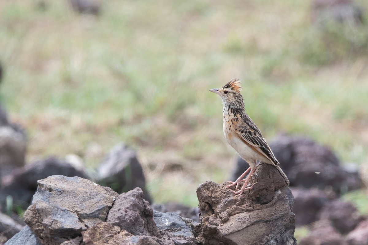 Rufous-naped Lark - ML647821778