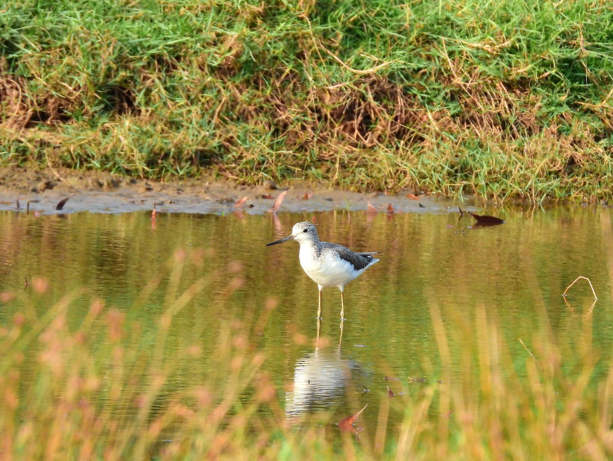 Common Greenshank - ML647821779