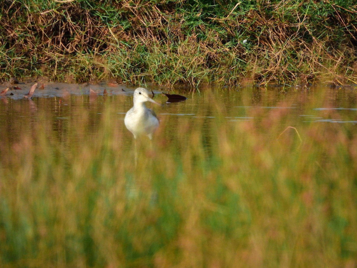 Common Greenshank - ML647821780