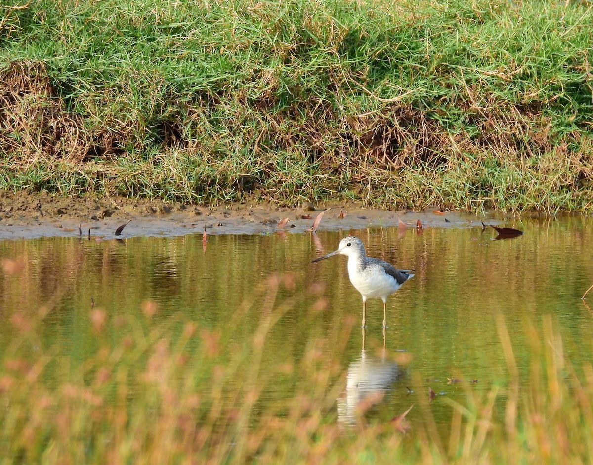 Common Greenshank - ML647821781
