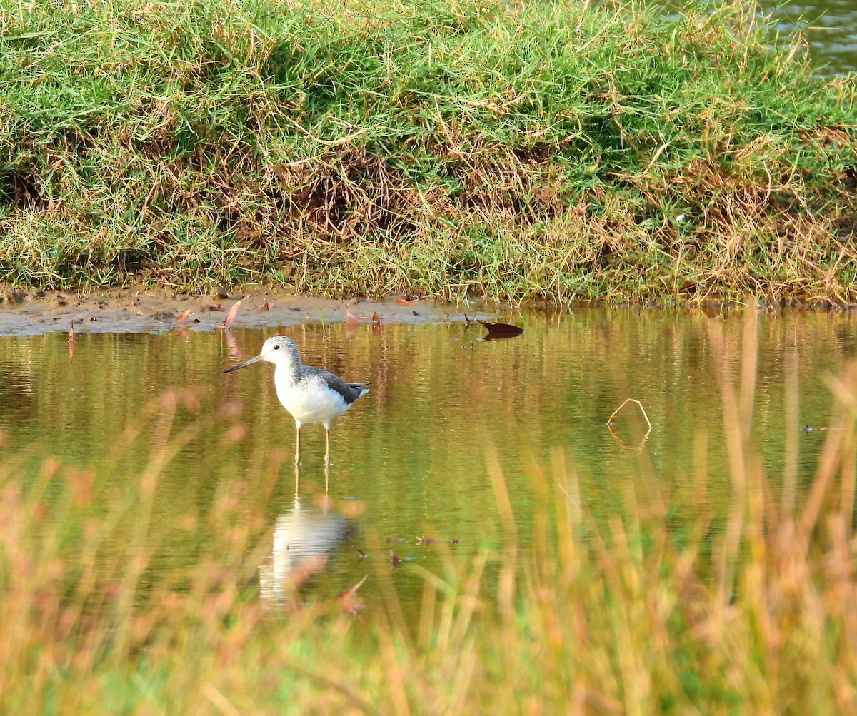 Common Greenshank - ML647821782