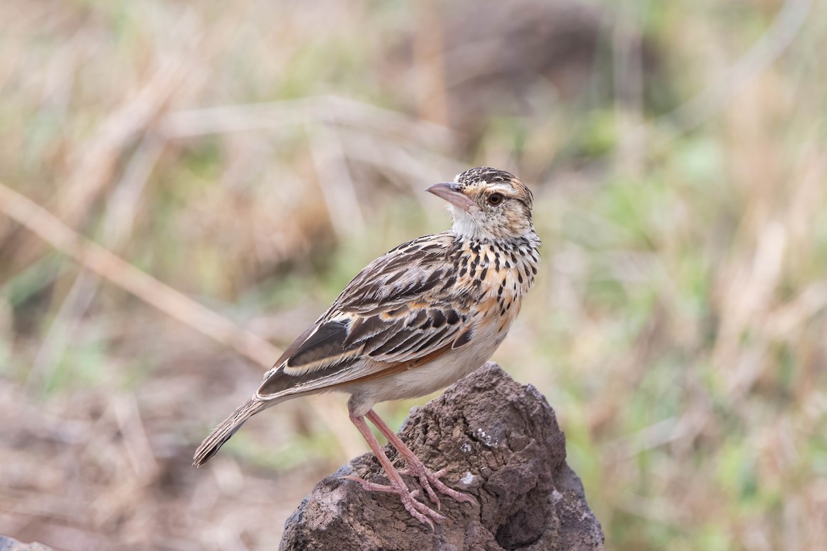 Rufous-naped Lark - ML647821783