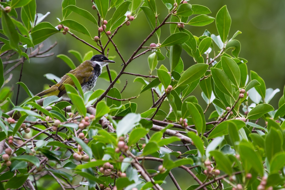 Scaly-breasted Bulbul - ML647821785