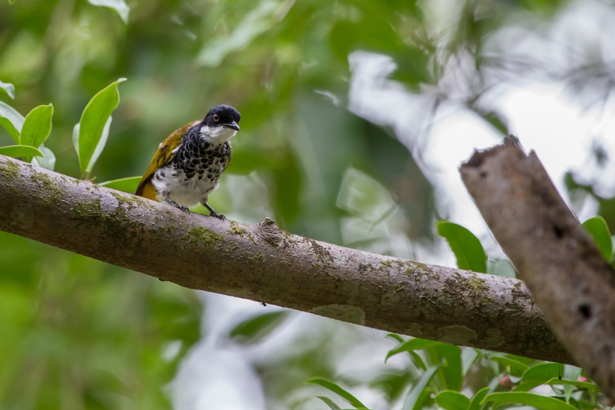 Scaly-breasted Bulbul - ML647821786