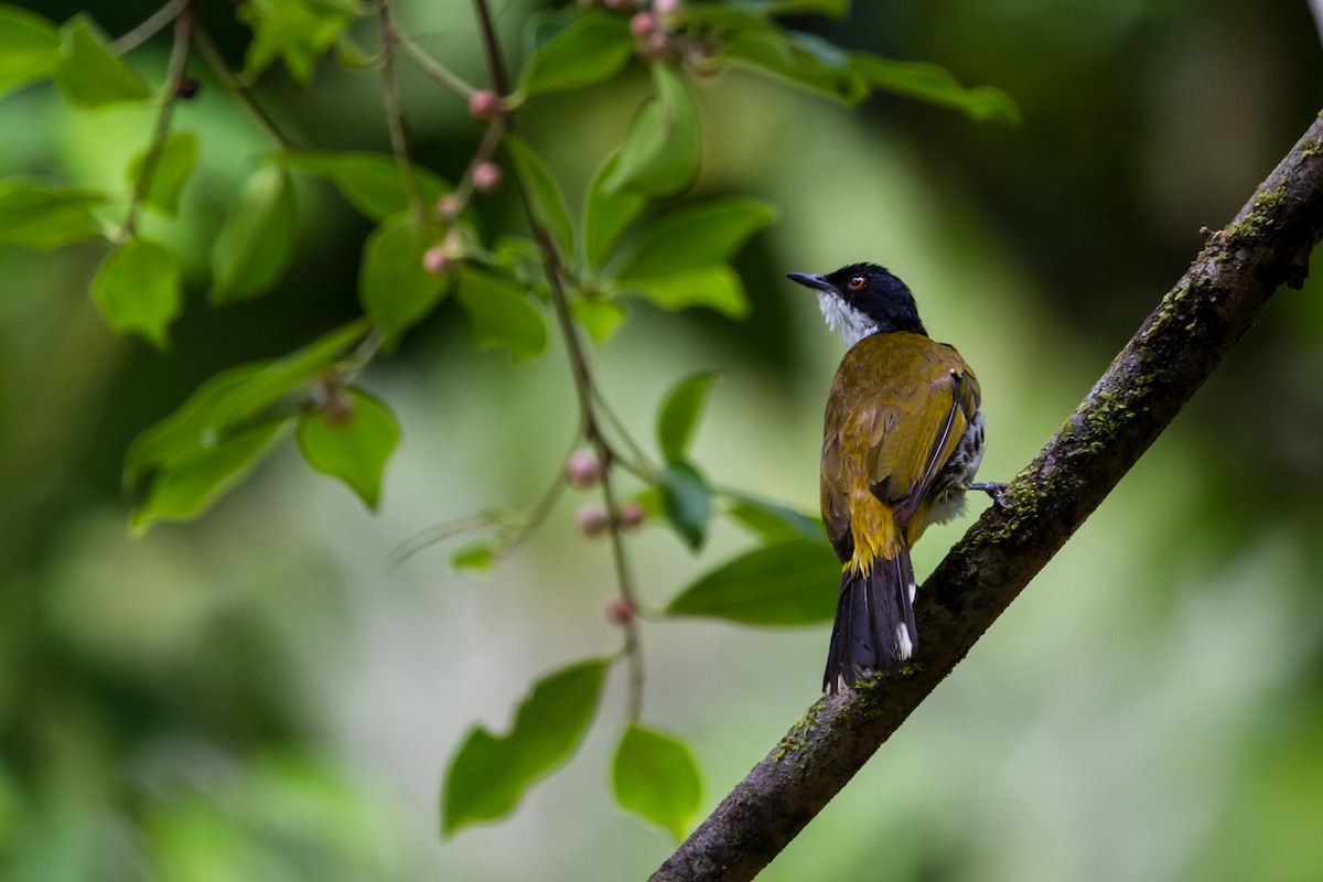 Scaly-breasted Bulbul - ML647821787
