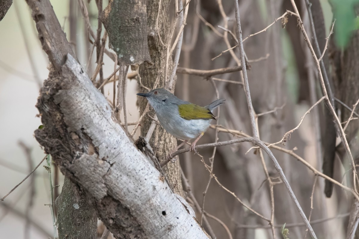 Green-backed Camaroptera - ML647821789