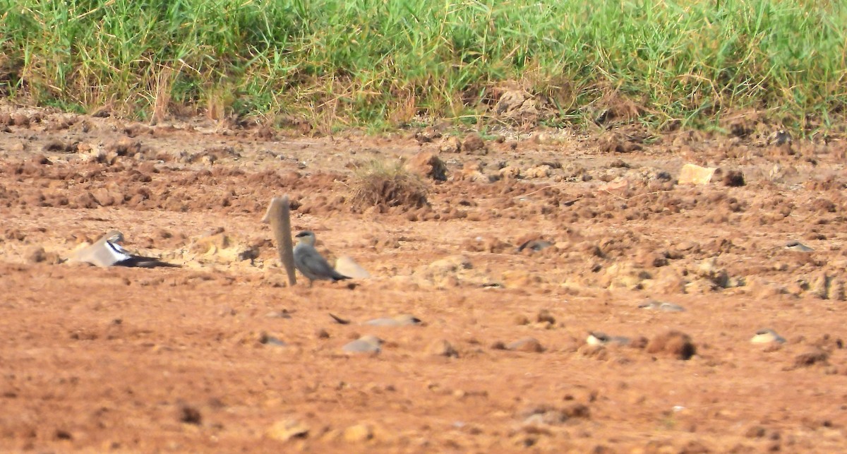 Small Pratincole - ML647821790