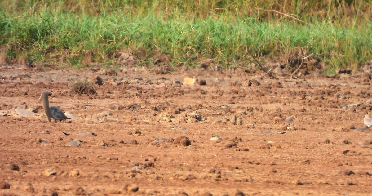 Small Pratincole - ML647821791