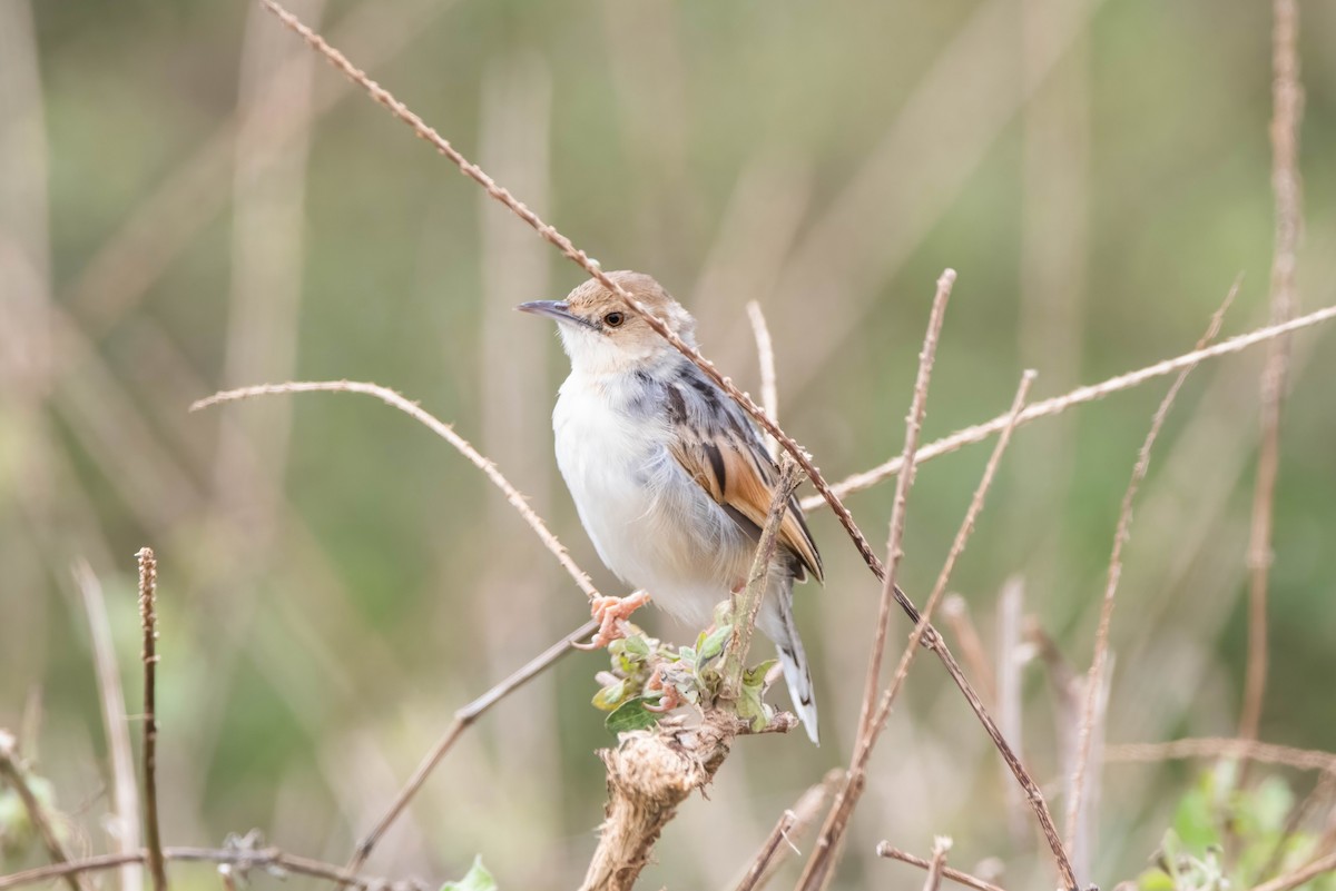 Winding Cisticola - ML647821793