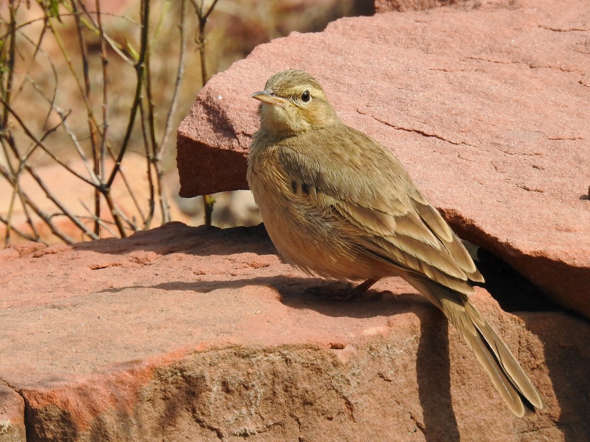 Long-billed Pipit - ML647821794