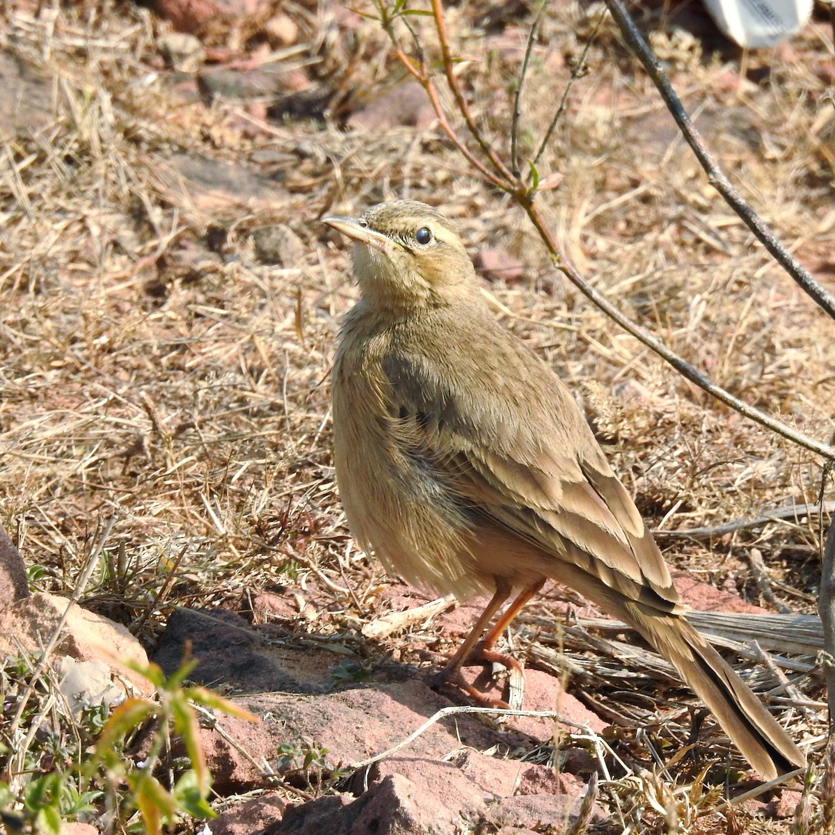 Long-billed Pipit - ML647821795
