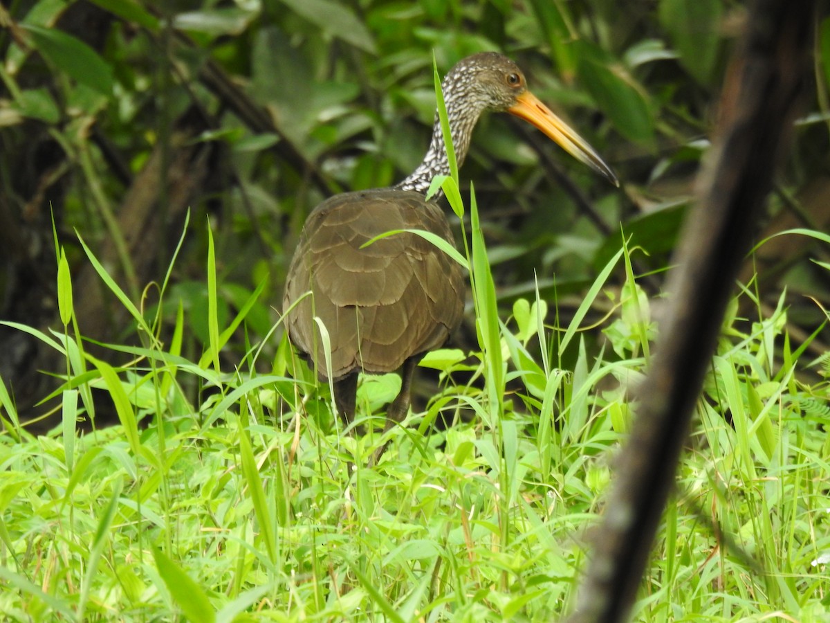 Limpkin - ML647821796