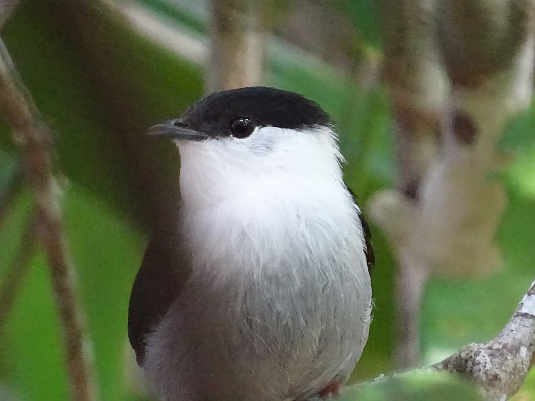 White-bearded Manakin - ML647821797
