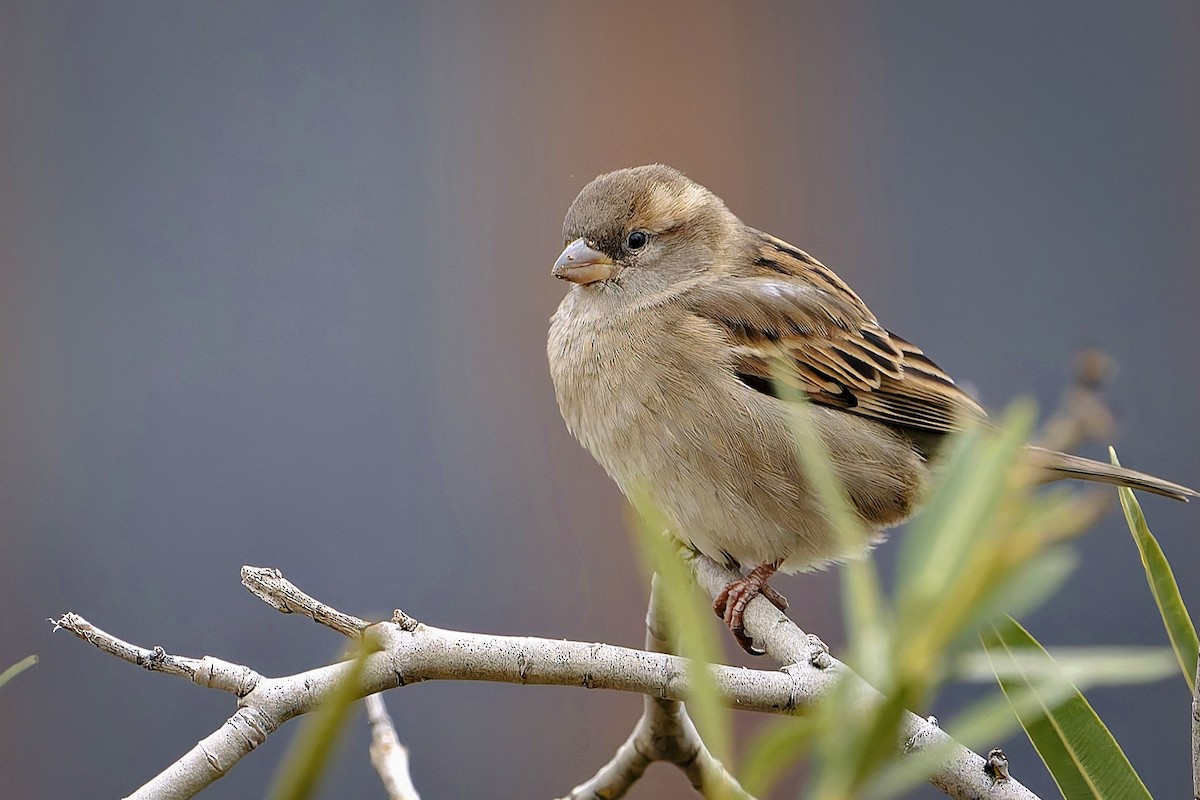 House Sparrow - ML647821798