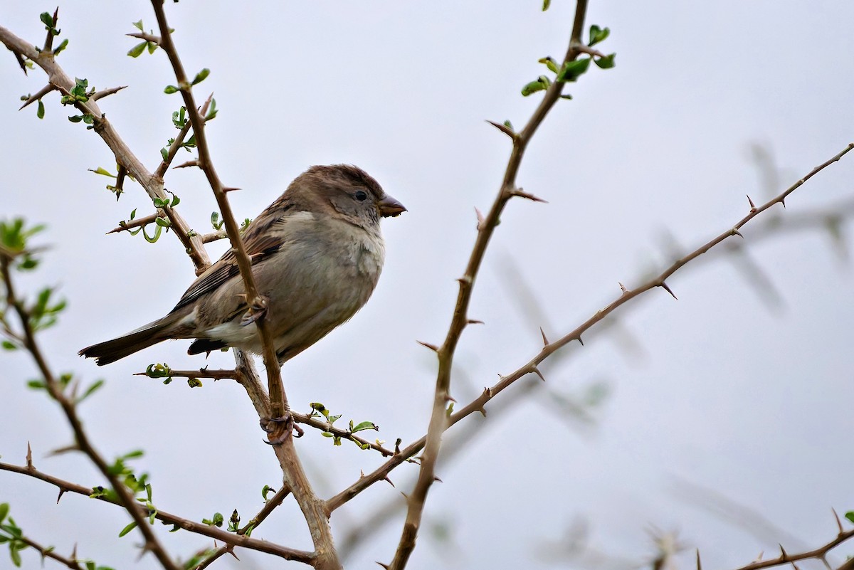House Sparrow - ML647821799