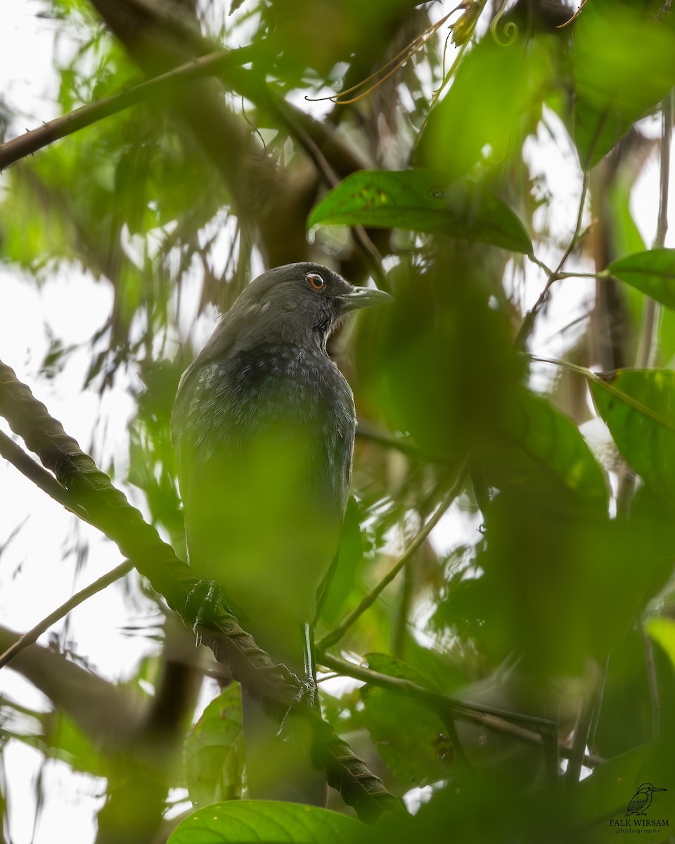 Taiwan Whistling-Thrush - ML647821800