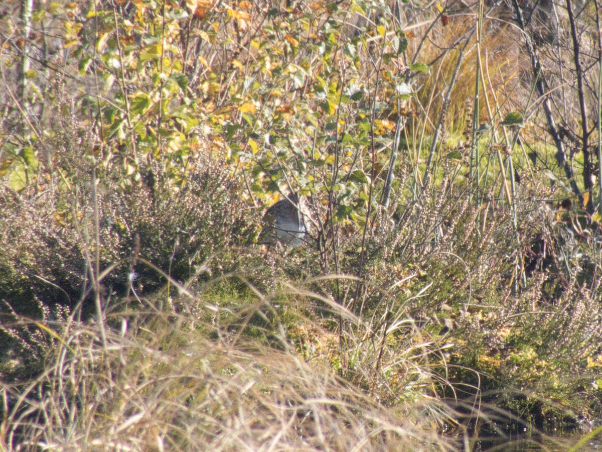 חרטומית ביצות - ML647821801