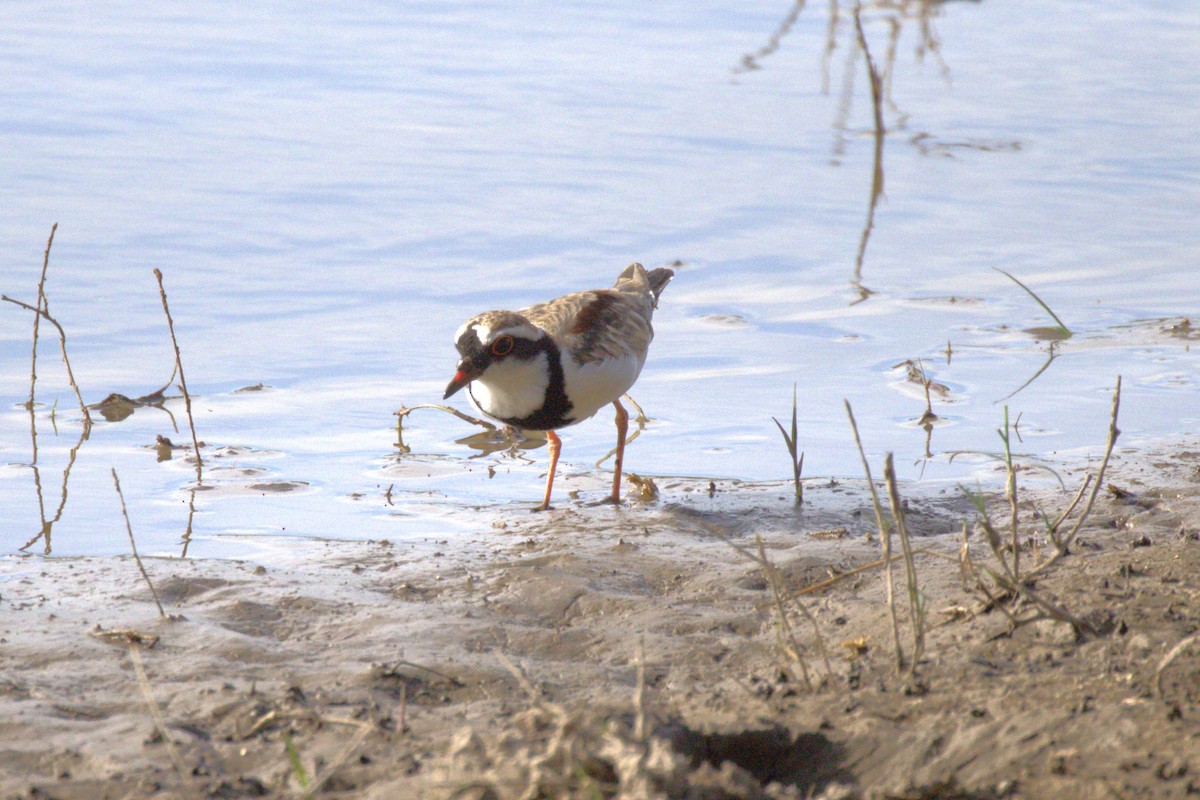 Black-fronted Dotterel - ML647821802