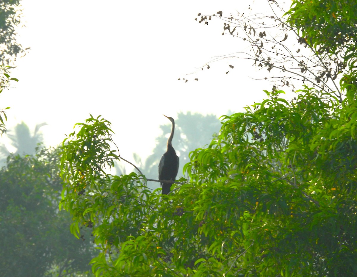 Oriental Darter - ML647821803