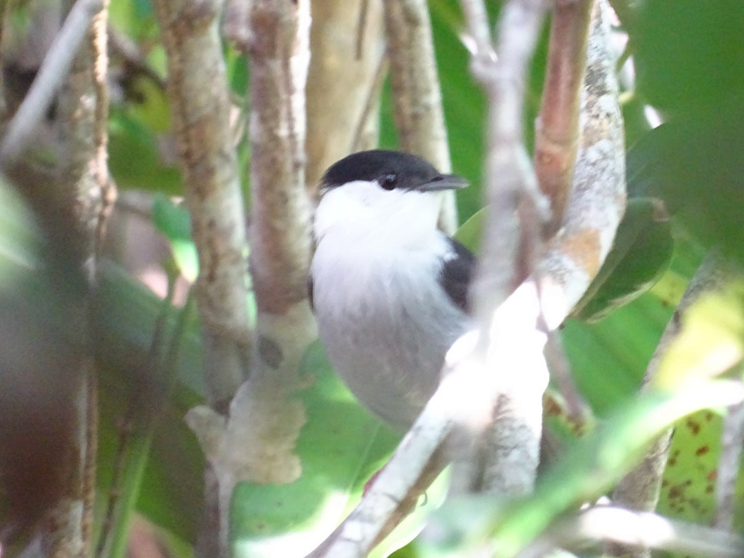 White-bearded Manakin - ML647821807