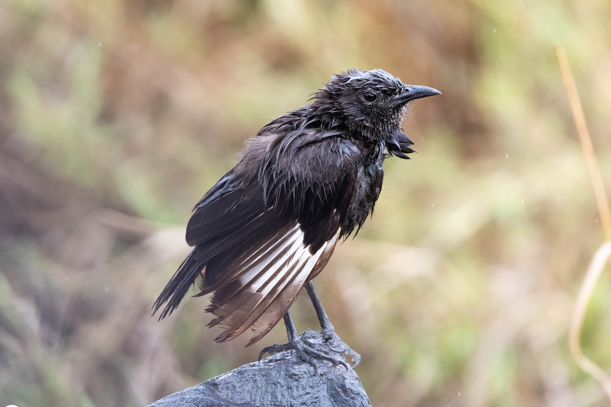 Northern Anteater-Chat - ML647821821