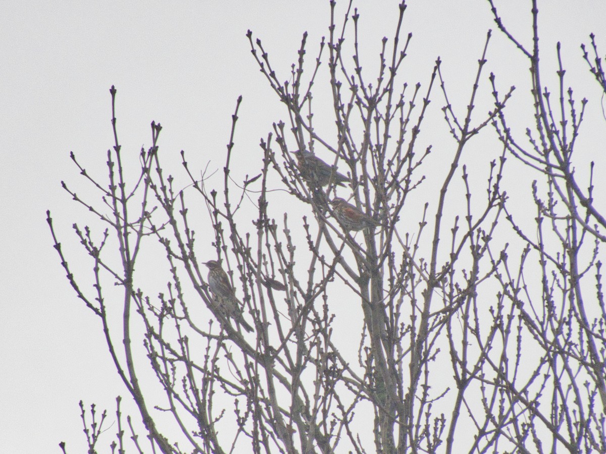 Grive mauvis - ML647821822