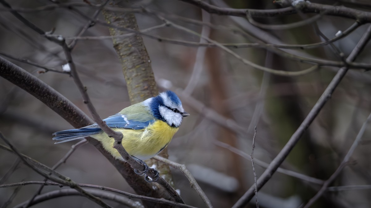 Eurasian Blue Tit - ML647821825